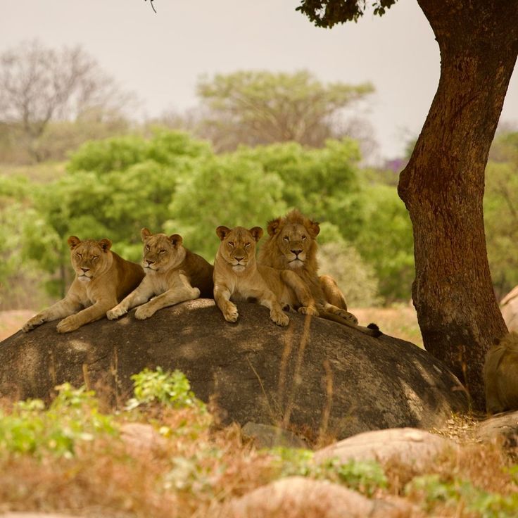 Lion Park